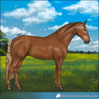 Horse Color:Gray Chestnut 