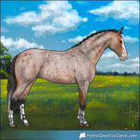 Horse Color:Bay Roan  and Bay Roan Splash 