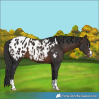 Horse Color:Brown Appaloosa 