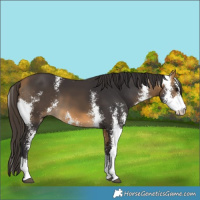 Horse Color:Buckskin Sabino 