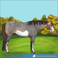 Horse Color:Buckskin Roan Sabino Frame