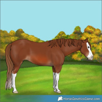 Horse Color:Chestnut Splash 