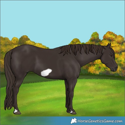 Horse Color:Liver Chestnut Frame