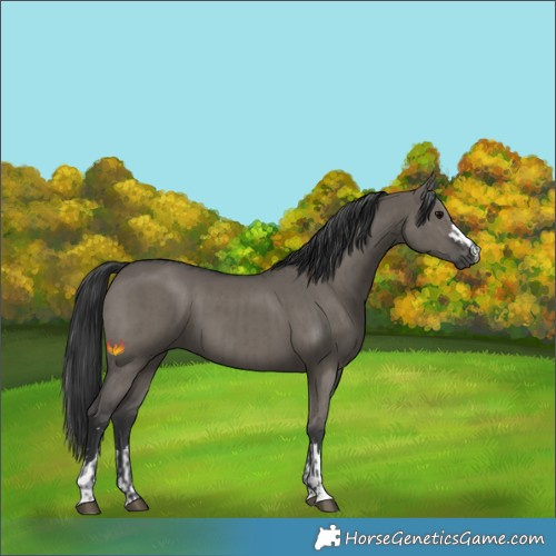 Horse Color:Grullo  and Grullo 