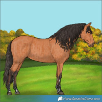 Horse Color:Bay  and Bay 