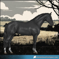 Horse Color:Black and Black