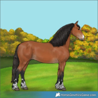 Horse Color:Bay 