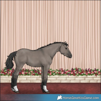Horse Color:Grullo  and Grullo 