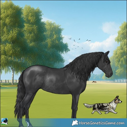 Horse Color:Black Rabicano 