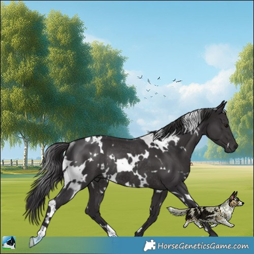 Horse Color:White Spotted Smoky Black Rabicano 