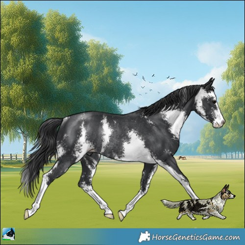 Horse Color:Black Sabino Rabicano 