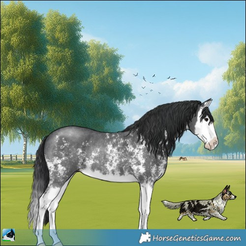 Horse Color:Black Mushroom Sabino Splash Rabicano 