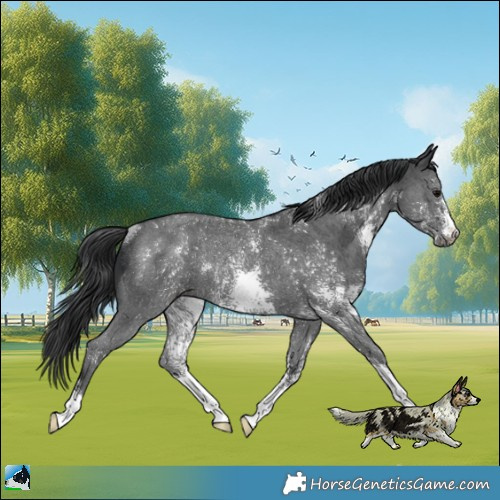 Horse Color:Black Sabino Rabicano 