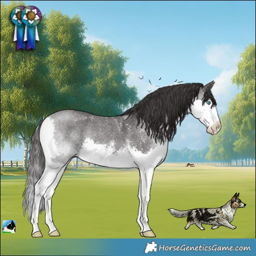 Horse Color:Smoky Black Sabino Splash Rabicano 