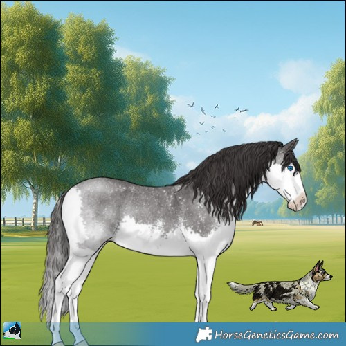 Horse Color:Smoky Black Sabino Splash Rabicano 