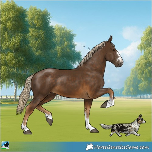 Horse Color:Chocolate Palomino 