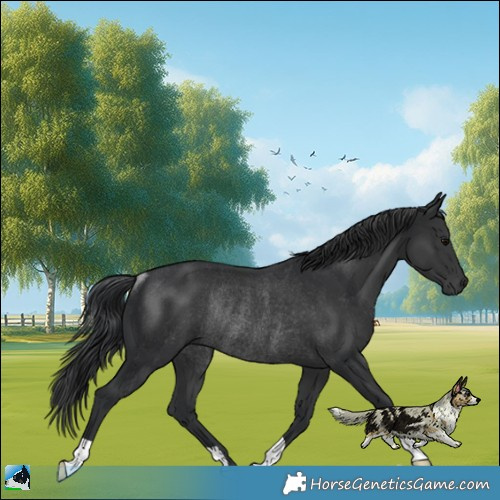 Horse Color:Black Rabicano 