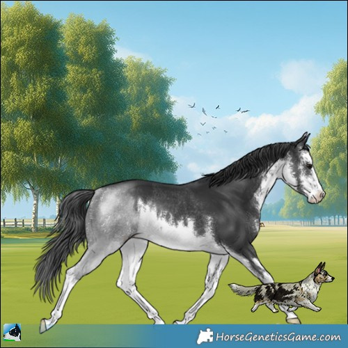 Horse Color:White Spotted Black Rabicano 