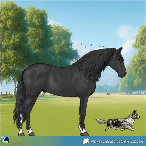 Horse Color:Black Rabicano 