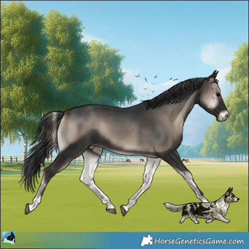 Horse Color:Blue Onyx Rabicano 