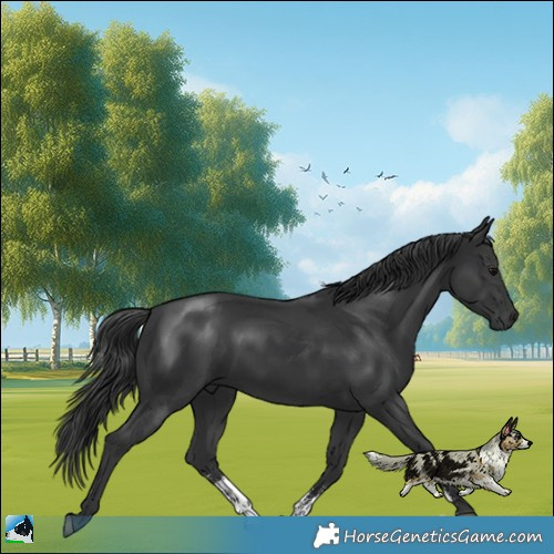 Horse Color:Black Mushroom Sabino Rabicano 