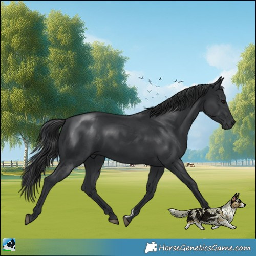 Horse Color:Black 