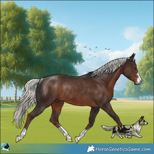 Horse Color:Liver Chestnut Mushroom Rabicano 