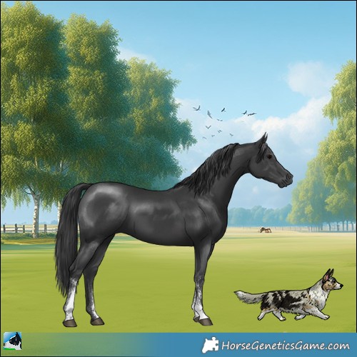 Horse Color:Black Sabino Rabicano