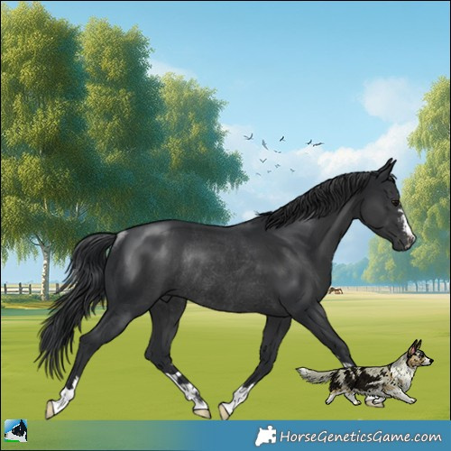 Horse Color:Black Mushroom Rabicano 