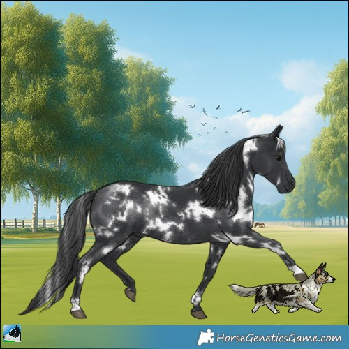 Horse Color:White Spotted Black Mushroom Rabicano 