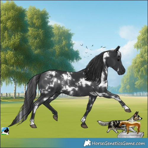 Horse Color:White Spotted Black Mushroom Rabicano 