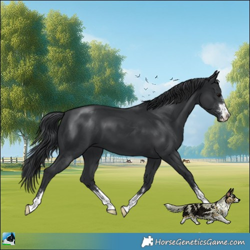 Horse Color:Black Mushroom 