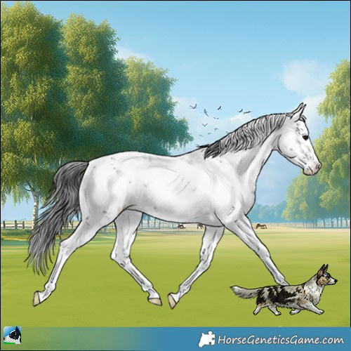 Horse Color:White Spotted Midnight Black Mushroom Sabino Near Leopard Rabicano 