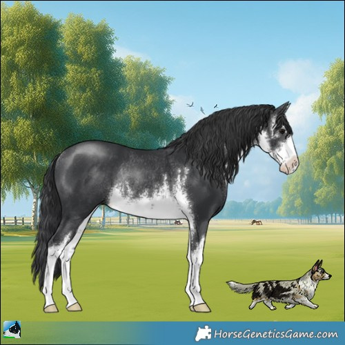 Horse Color:White Spotted Black Mushroom Rabicano 