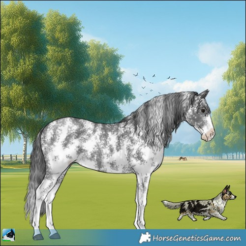 Horse Color:Black Sabino Rabicano 
