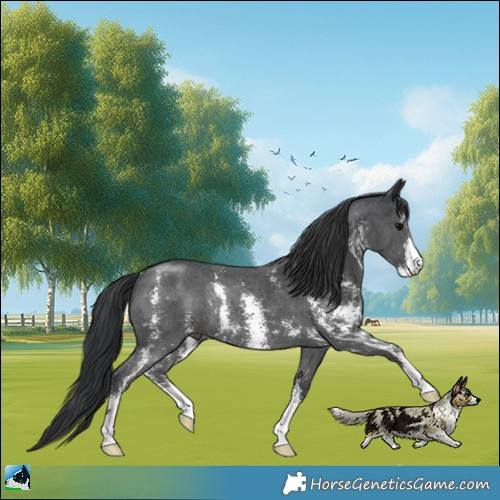 Horse Color:Black Sabino Rabicano 