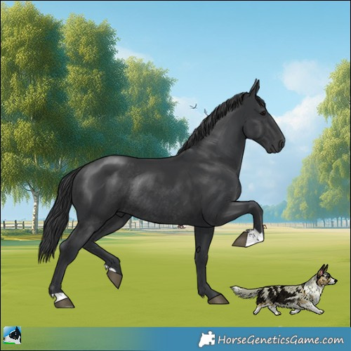 Horse Color:Black Rabicano 