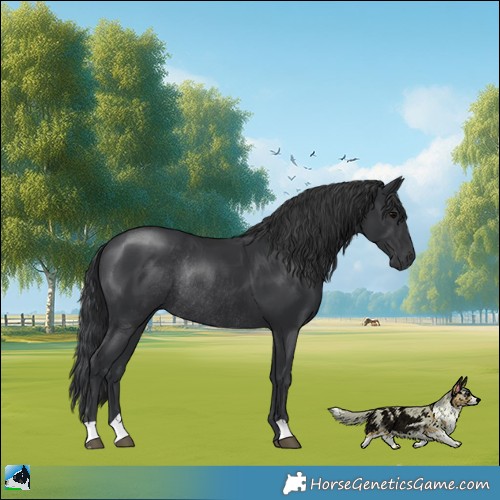 Horse Color:Black Mushroom Rabicano