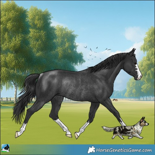 Horse Color:Black Rabicano 