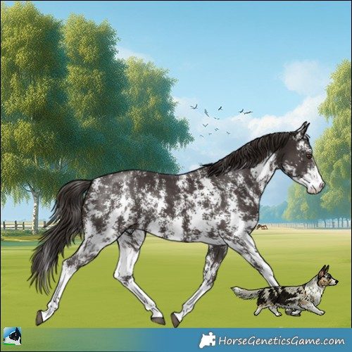 Horse Color:Liver Chestnut Sabino Rabicano 