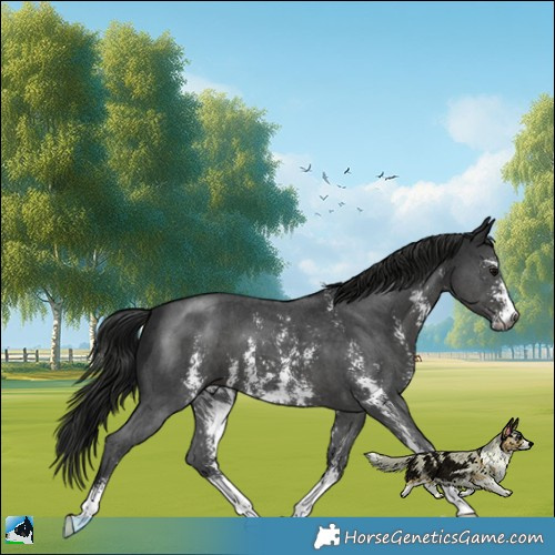 Horse Color:Gray Black Sabino 