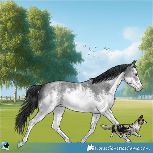Horse Color:White Spotted Black Sabino 