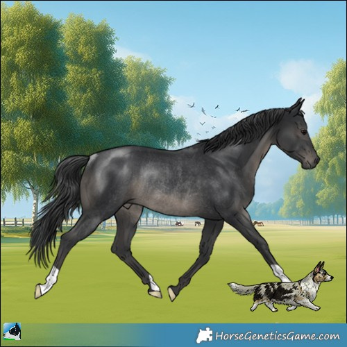 Horse Color:Black Rabicano 