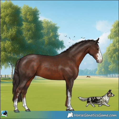 Horse Color:Liver Chestnut Sabino