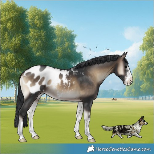 Horse Color:Brown Onyx Appaloosa 