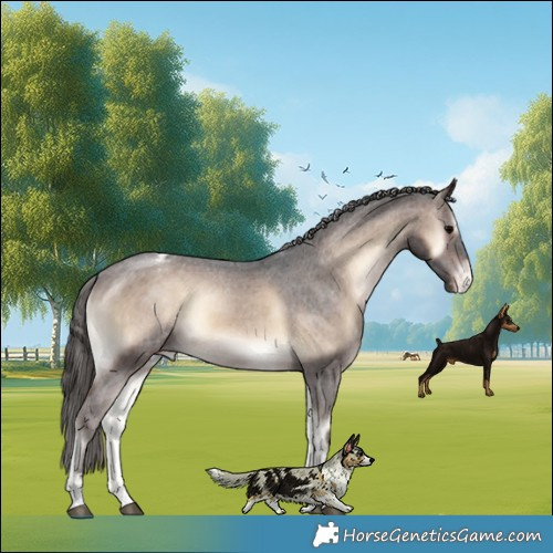 Horse Color:Brown Onyx Appaloosa 