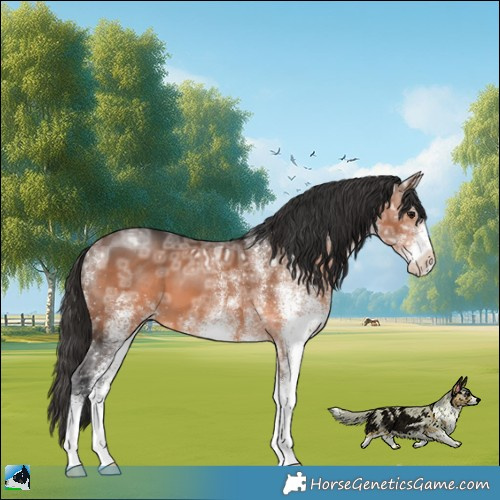 Horse Color:White Spotted Brown Ice 