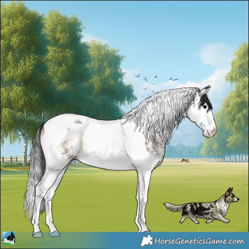 Horse Color:White Spotted Brown Onyx Splash Tobiano Rabicano 