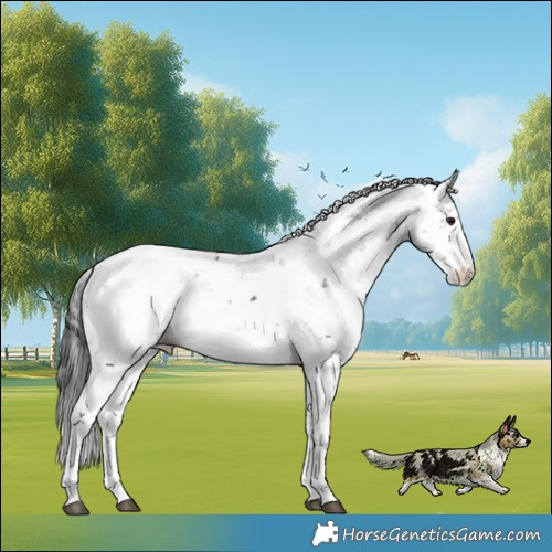 Horse Color:Brown Mushroom Sabino Appaloosa Rabicano 