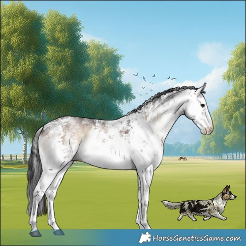 Horse Color:White Spotted Brown Onyx Sabino 